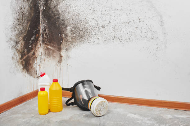 Best Residential Mold Removal  in Caldwell, OH