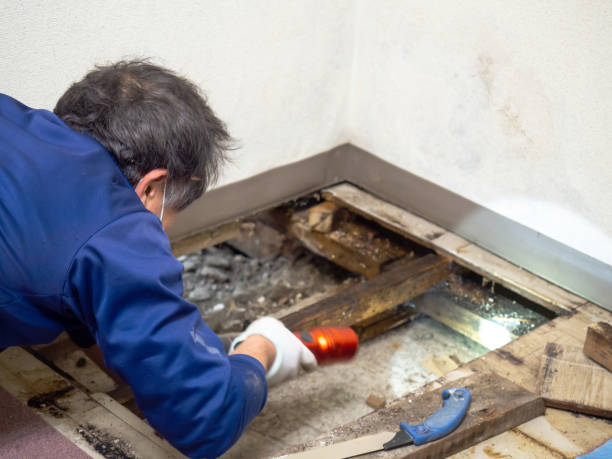 Best Mold Remediation  in Caldwell, OH