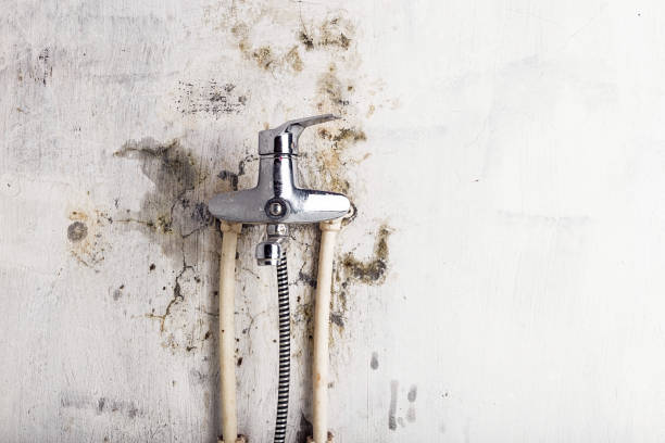 Best Mold Inspection  in Caldwell, OH