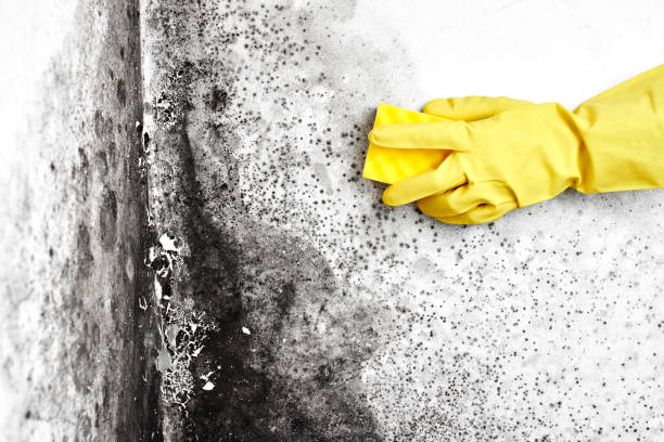 Best Mold Removal Company Near Me  in Caldwell, OH