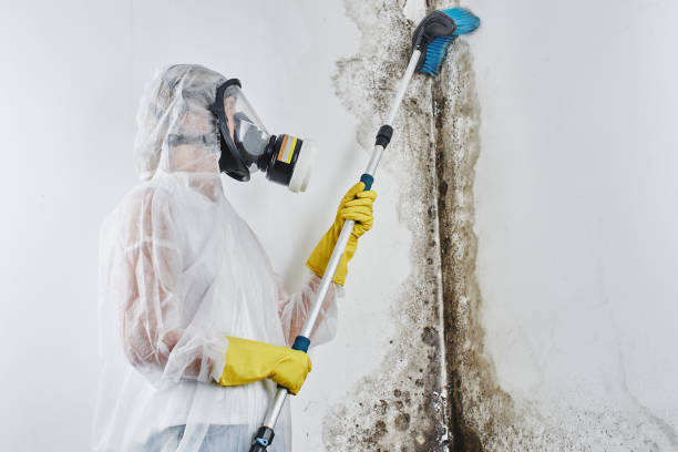 Best Home Mold Removal  in Caldwell, OH