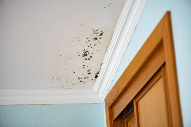 Best Attic Mold Removal  in Caldwell, OH