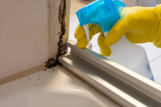 Best Mold Remediation  in Caldwell, OH
