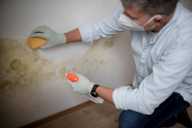 Best Mold Testing  in Caldwell, OH