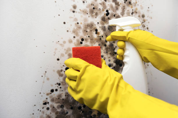 Best Mold Testing  in Caldwell, OH
