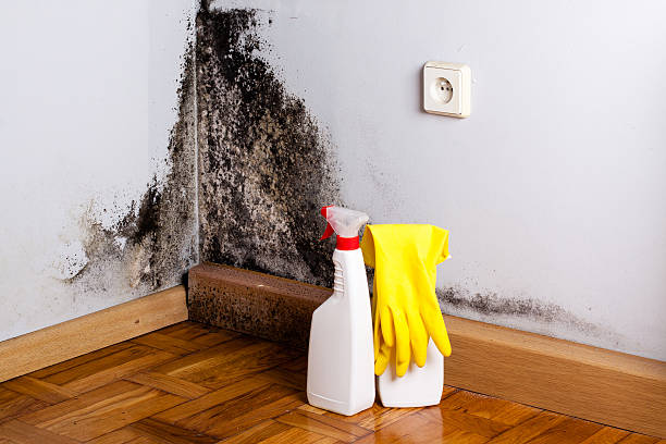 Best Affordable Mold Removal  in Caldwell, OH