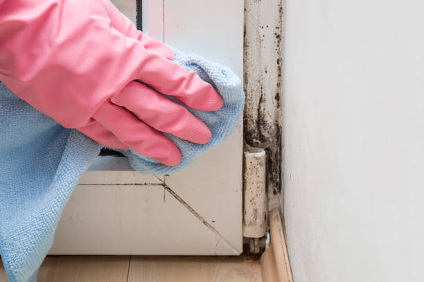Best Mold Damage Repair  in Caldwell, OH