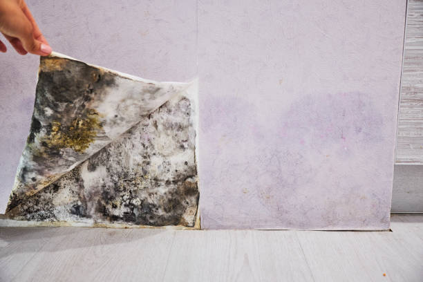 Mold Removal Process in Caldwell, OH